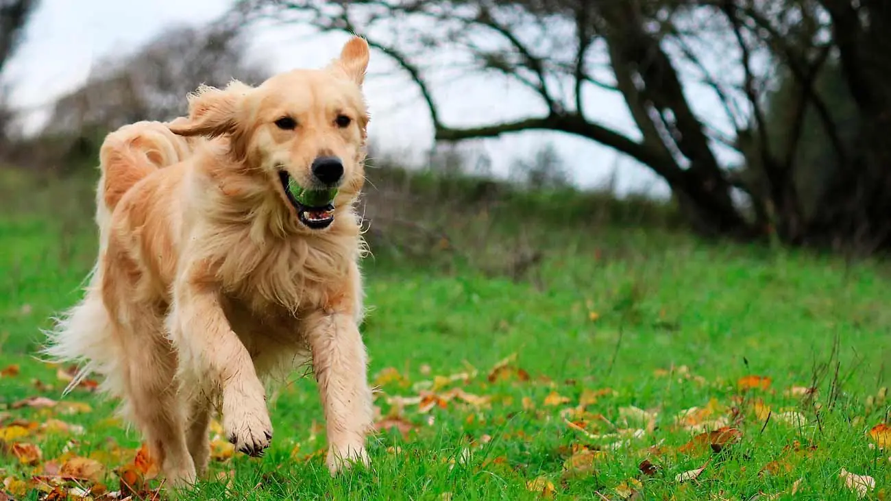photo golden retriever