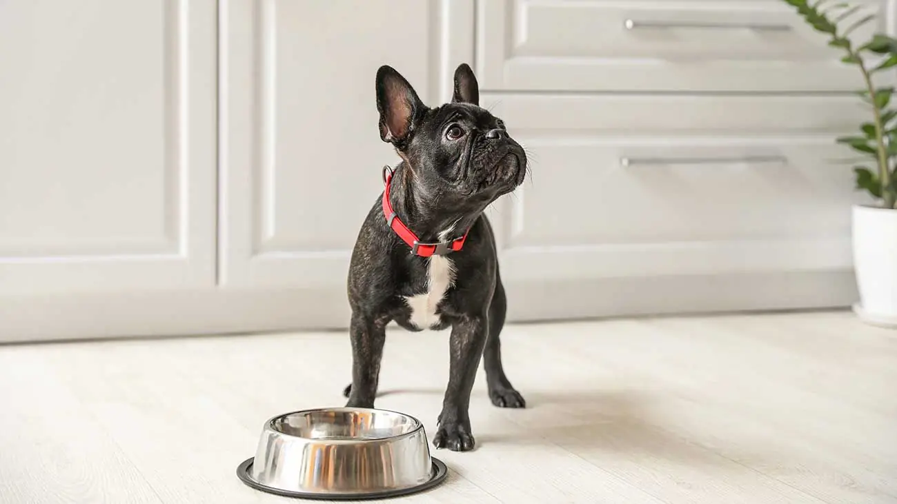 Connaissez-vous ces 5 types d'alimentation pour chien ?