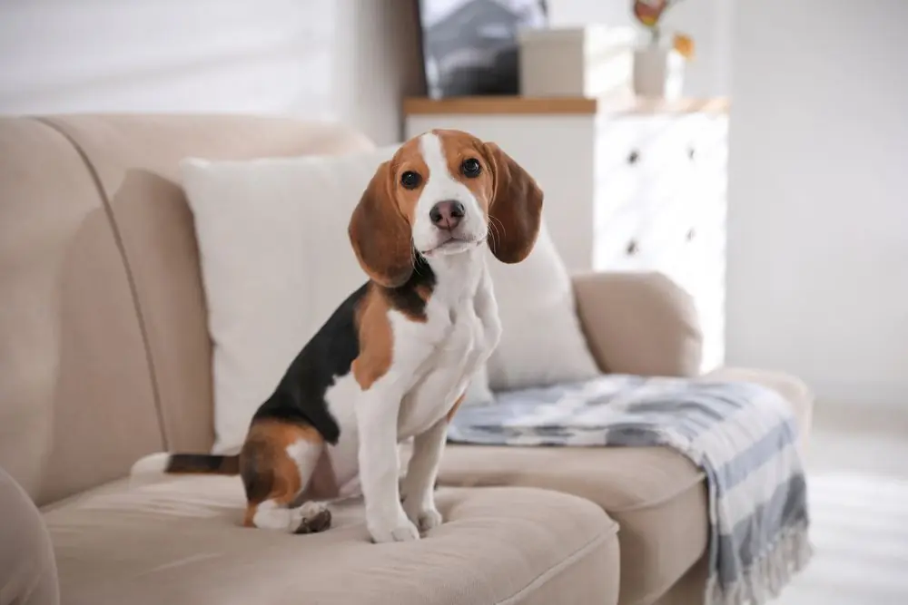beagle casa