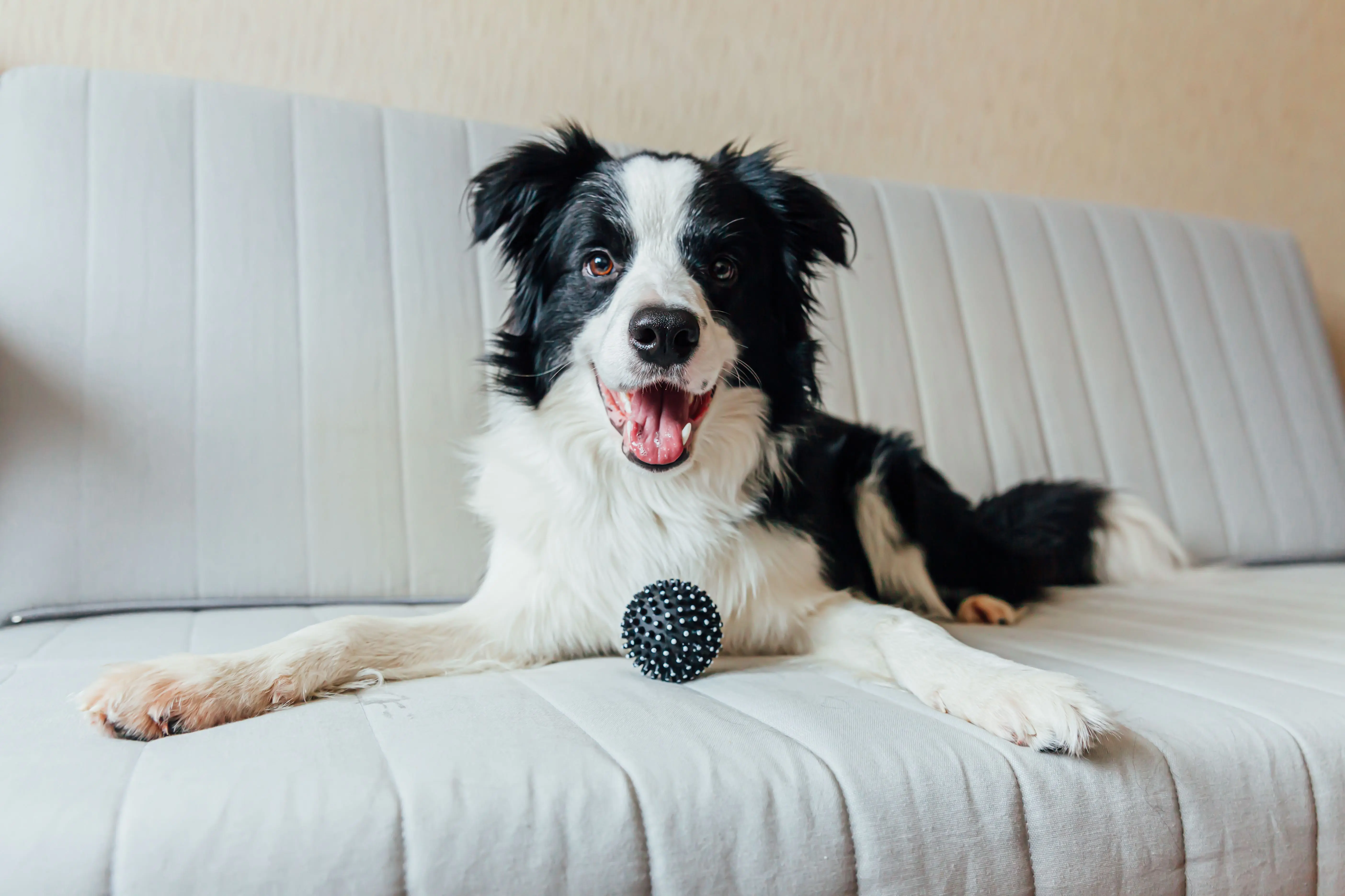 border collie