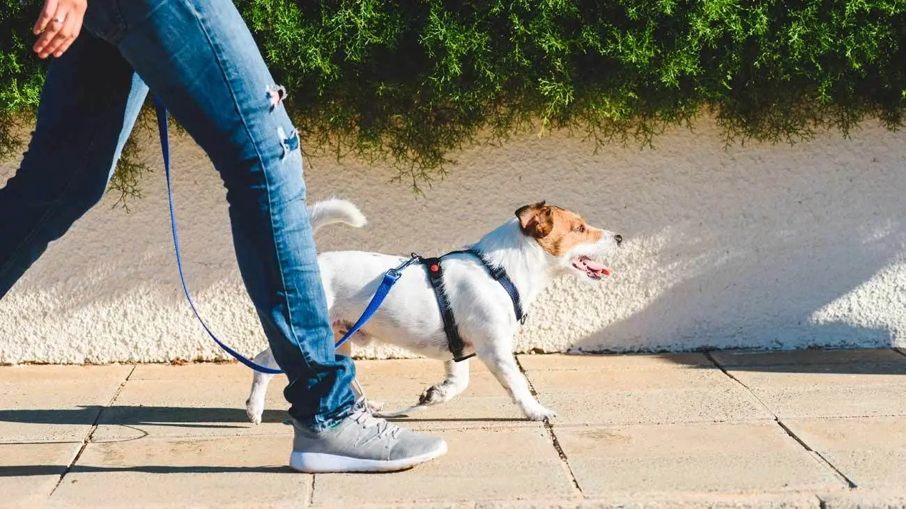 chien promenade