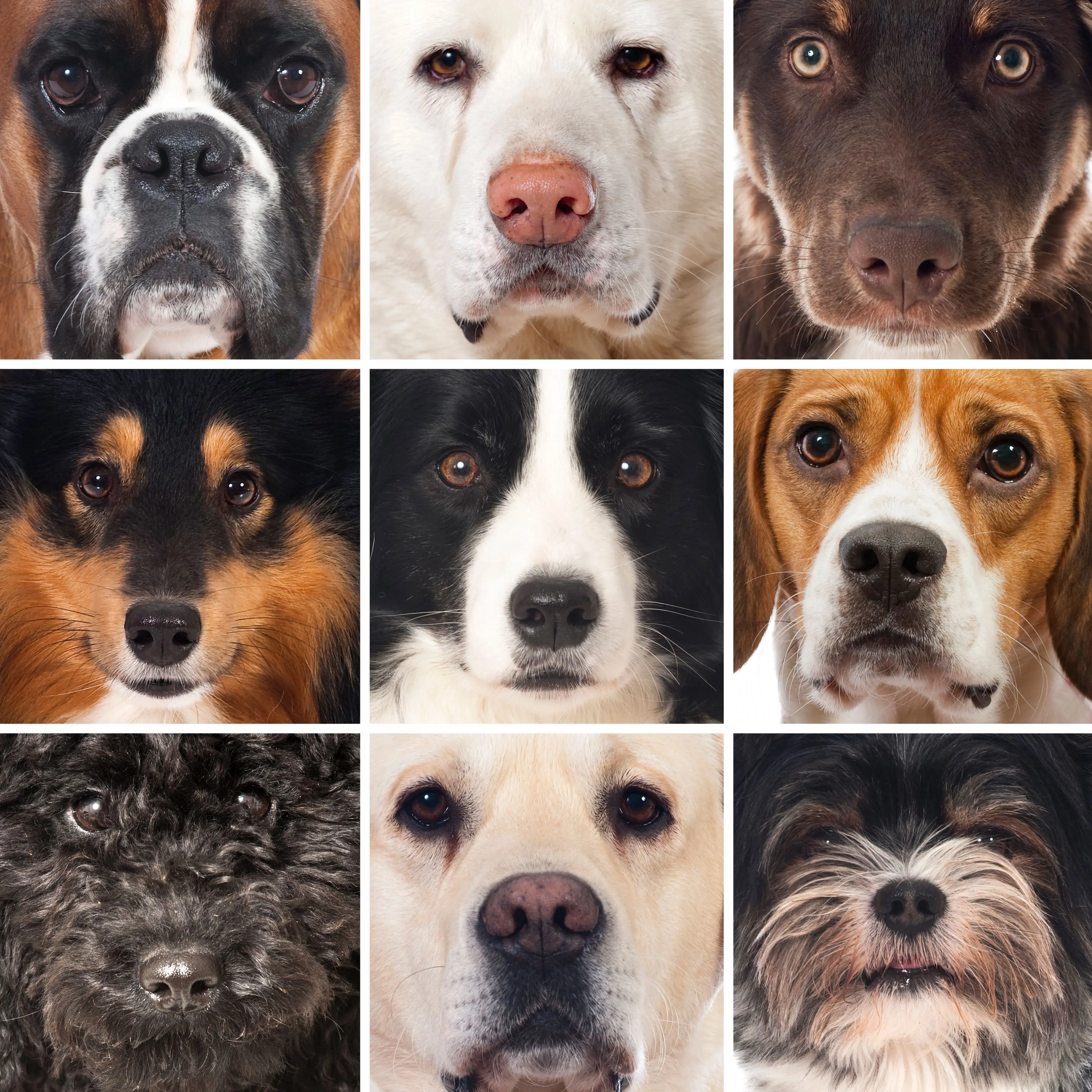 chiens race