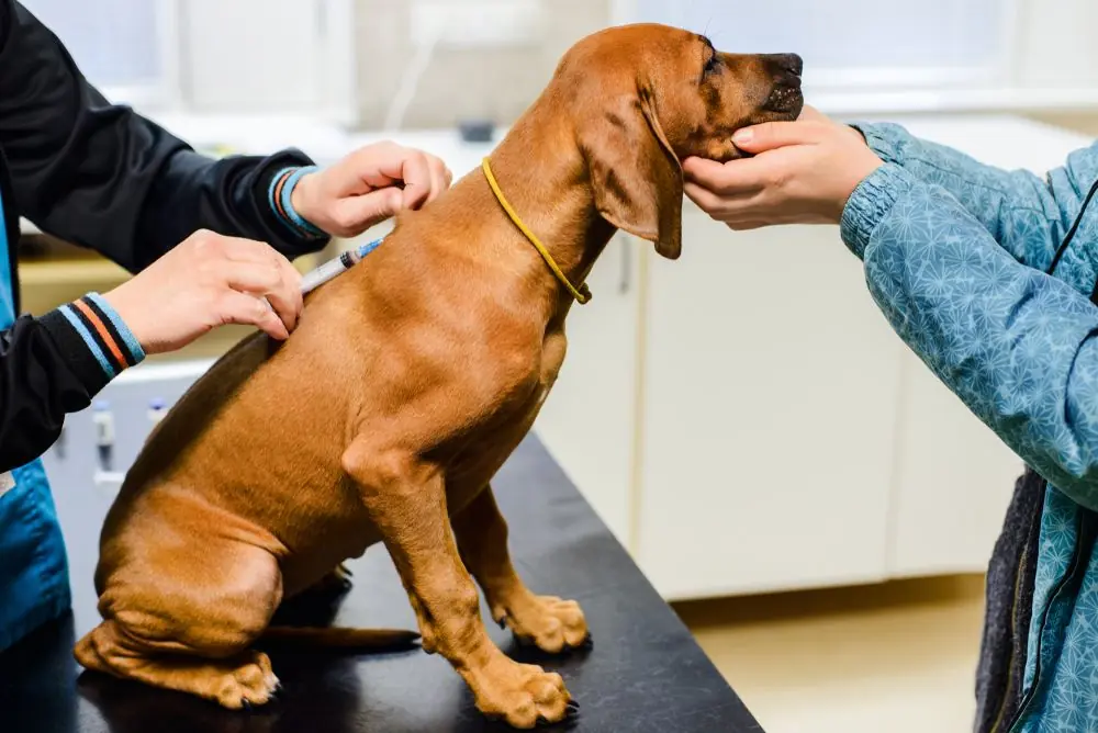 Cimurro: sintomi e cure per il tuo cane