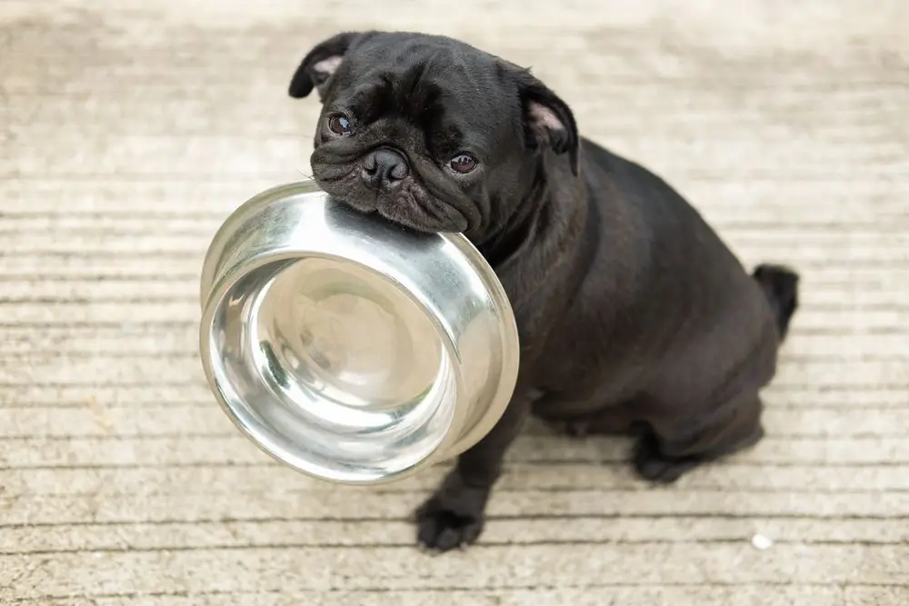 ¿Cuál es la mejor comida para tu perro cuando es cachorro?