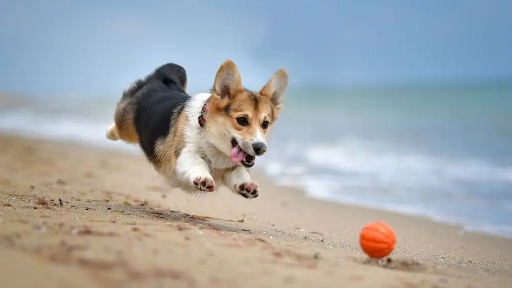 corgi foto