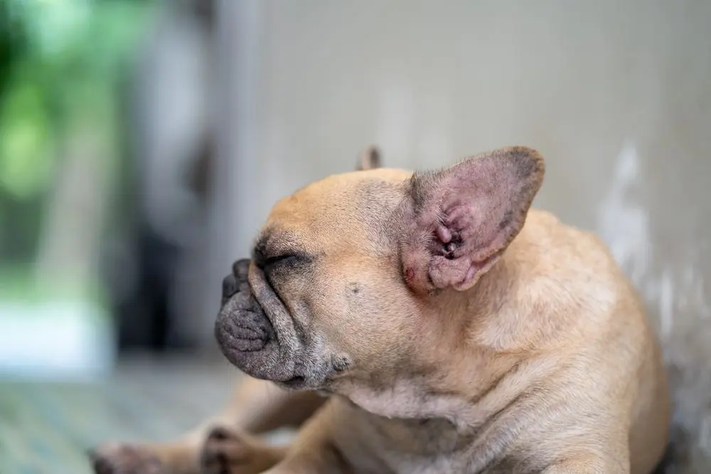 Luttez Contre la Dermatite Atopique Chez le Chien - Les Meilleurs Conseils et Traitements