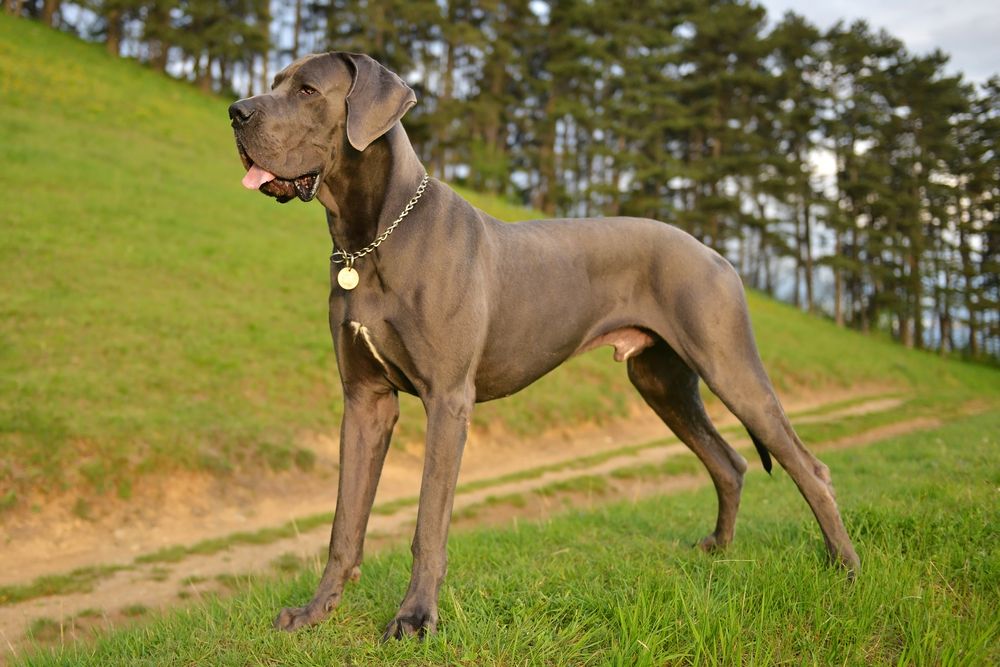 gran danes perro