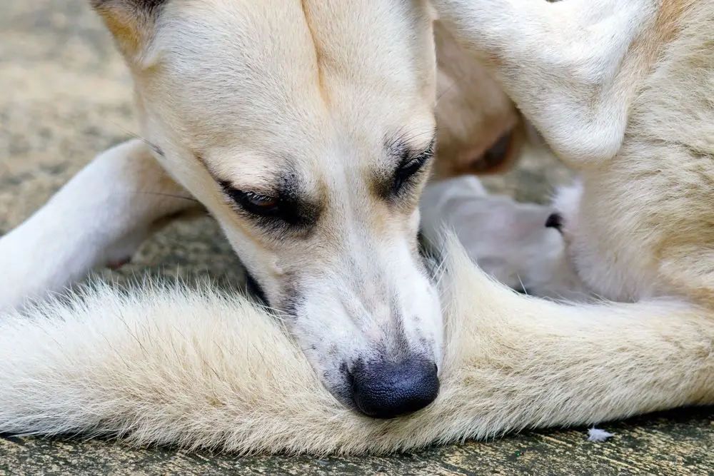 immunotherapie chien