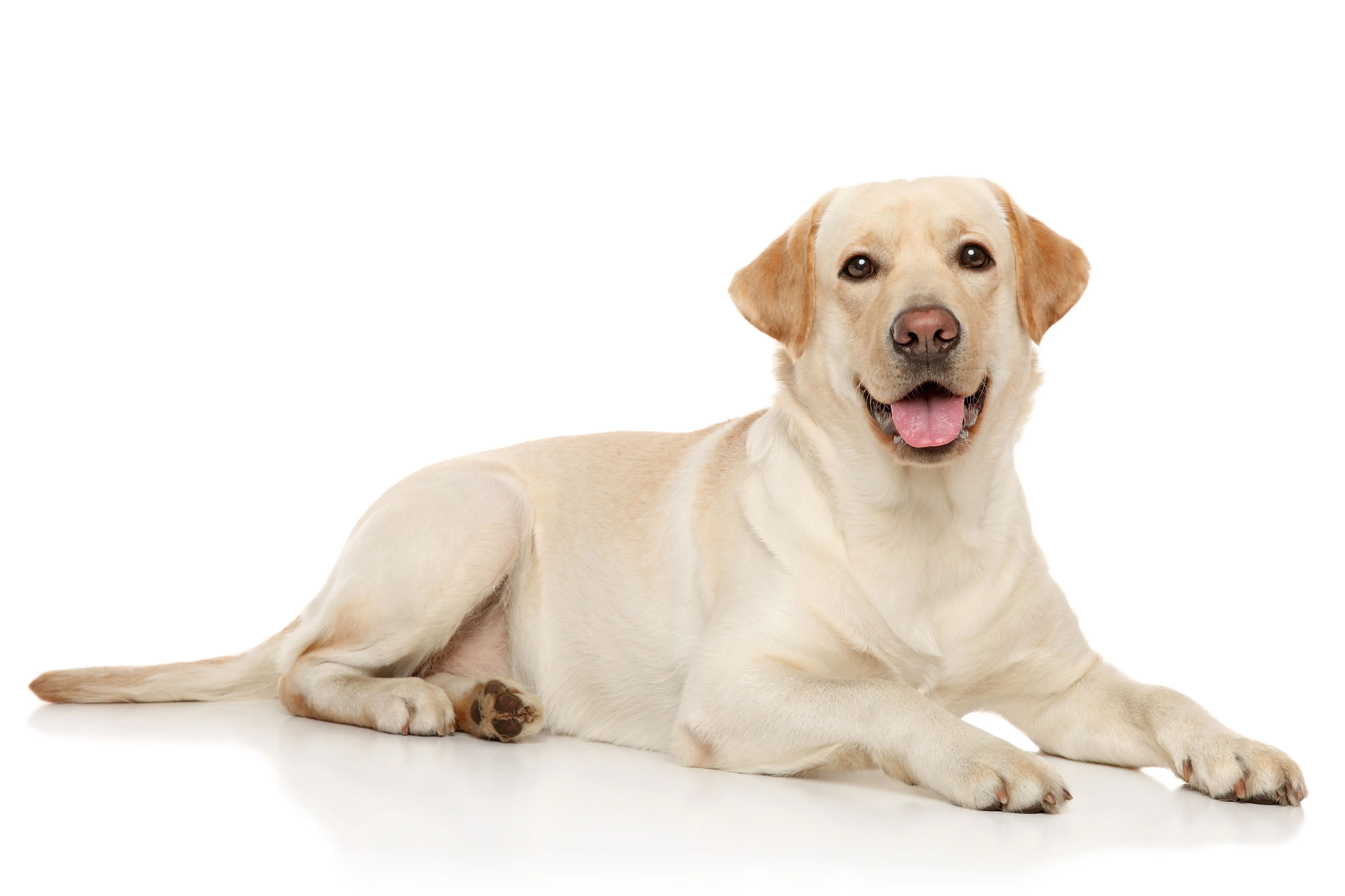labrador retriever foto