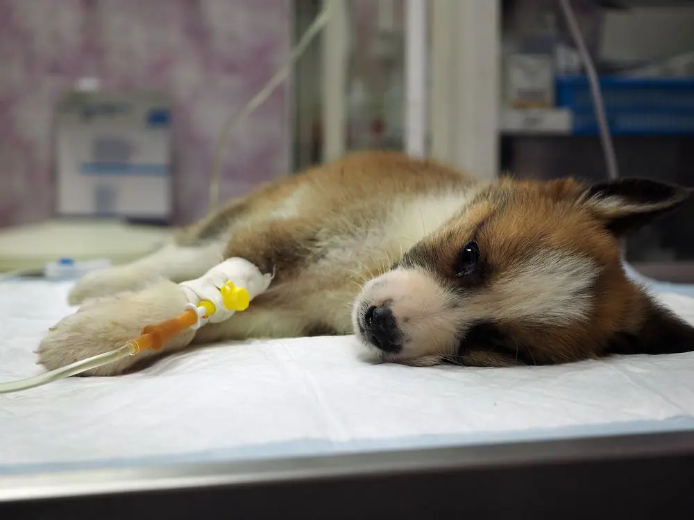 Parvovirus Canino: Síntomas, Diagnóstico y Tratamiento  