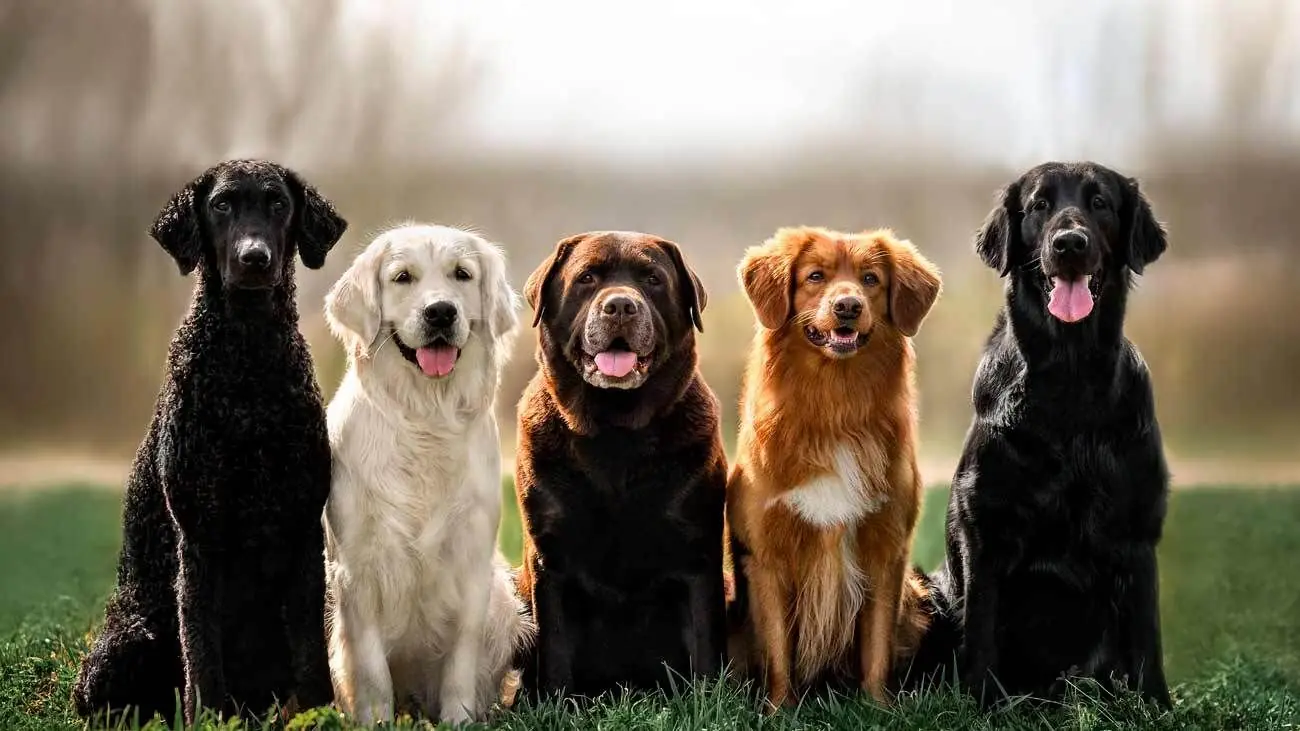 Encyclopédie canine : Tout ce que vous devez savoir sur les races de chiens