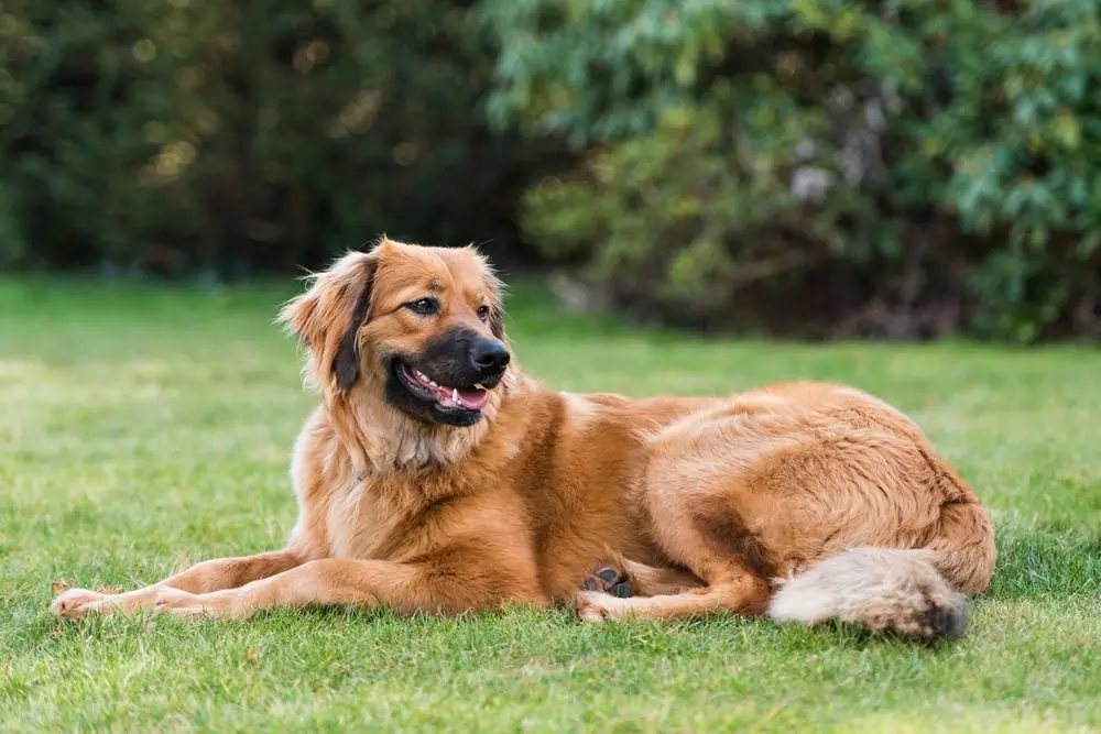 Conoce las 6 razas de perros más grandes del mundo