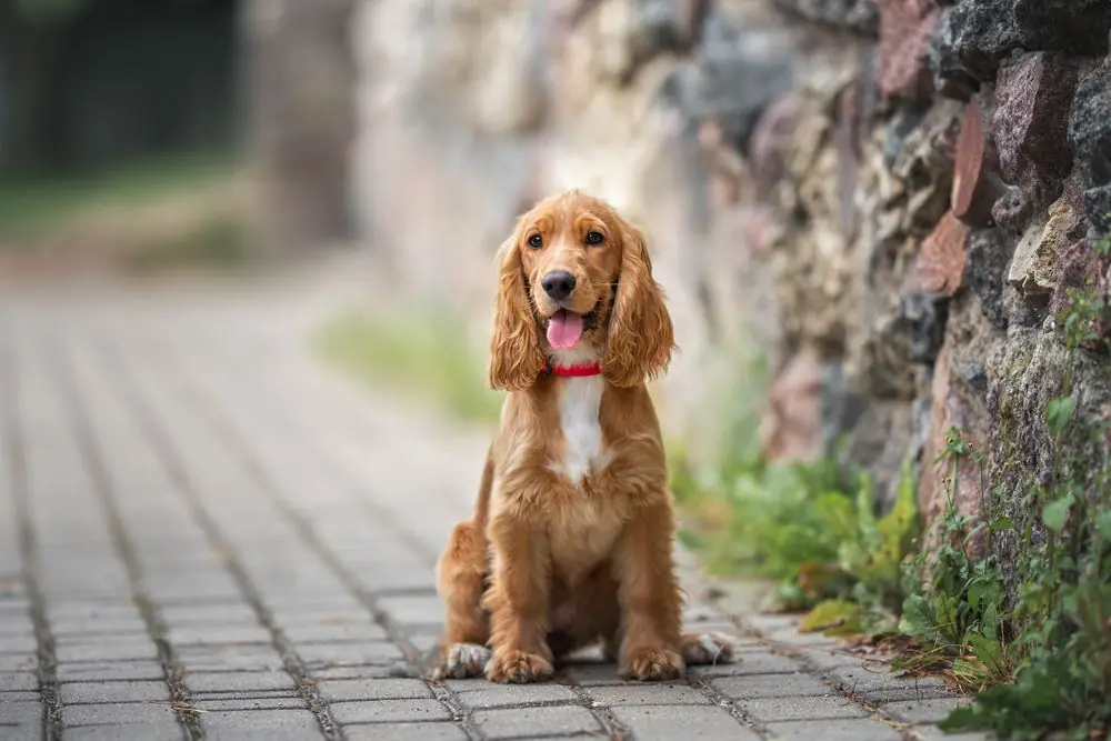 Razze di cani di taglia media: quale scegliere per la tua casa