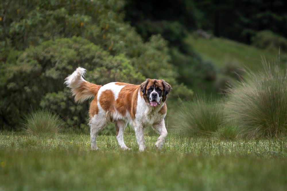 saint bernard chien