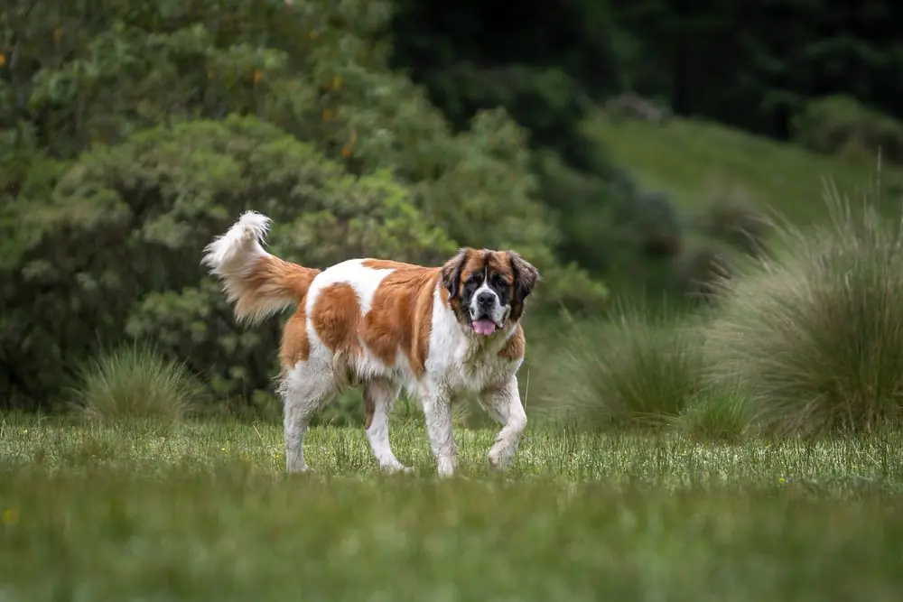 saint bernard chien