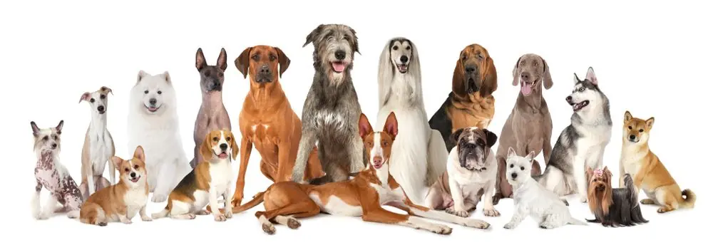 todas razas perros