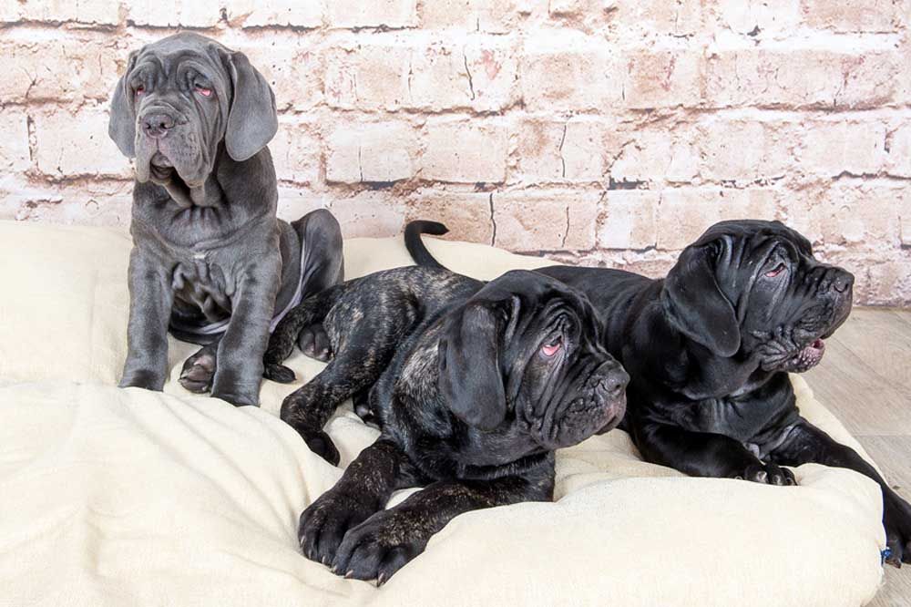 Alimentacion adecuada mastin napolitano