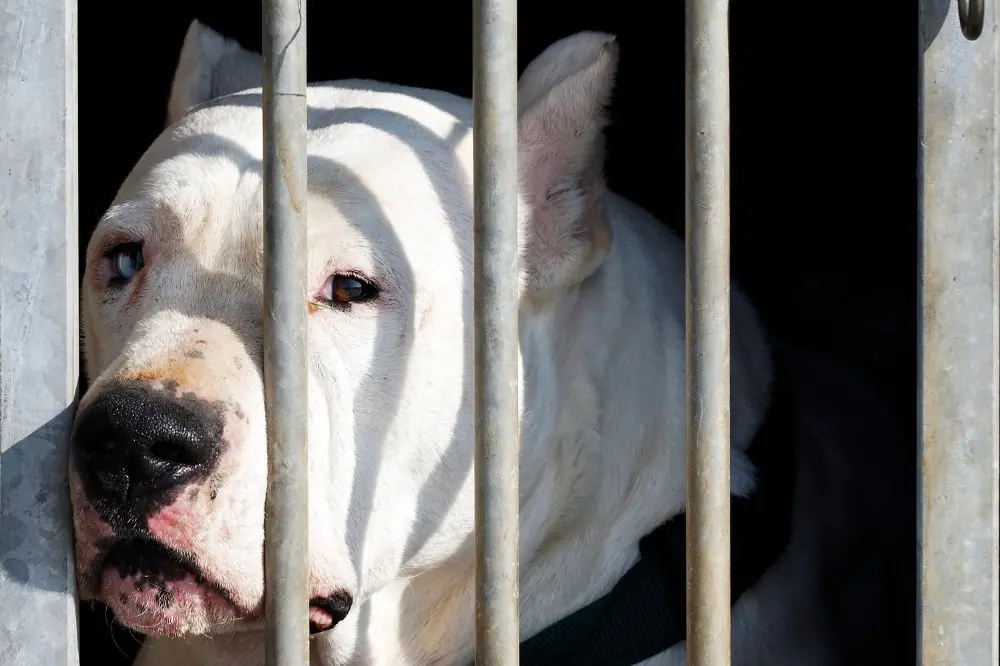 Ansia da Separazione: Come Aiutare il Tuo Cane a Superarla