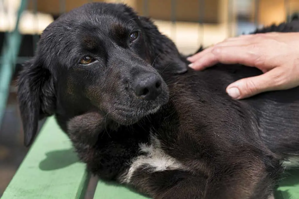 Azioni per prevenire l'artrosi canina