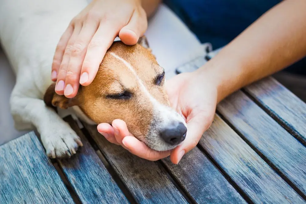 Piroplasmosi nel cane: sintomi e cure per il tuo migliore amico