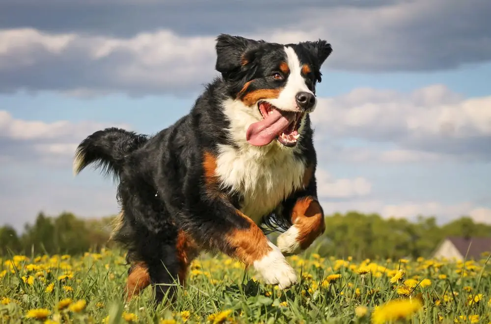 Happy,Bernese,Mountain,Dog,In,Beautiful,Spring,Flowerd,Field ,Spring
