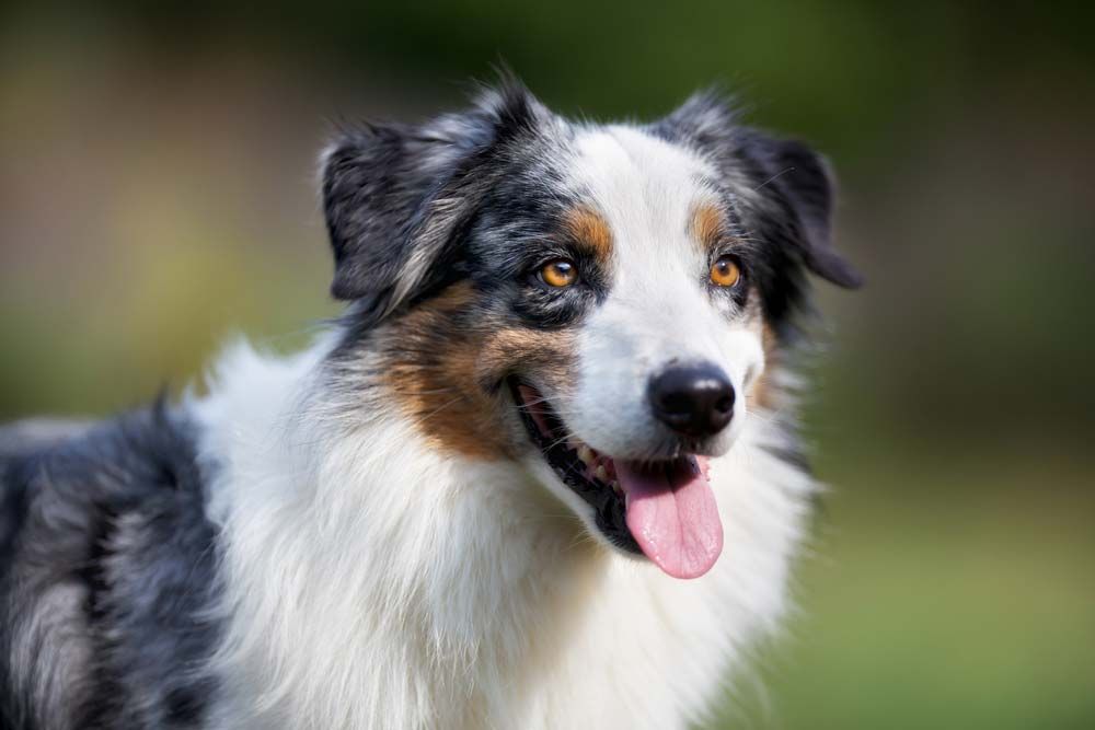 Border collie galeria