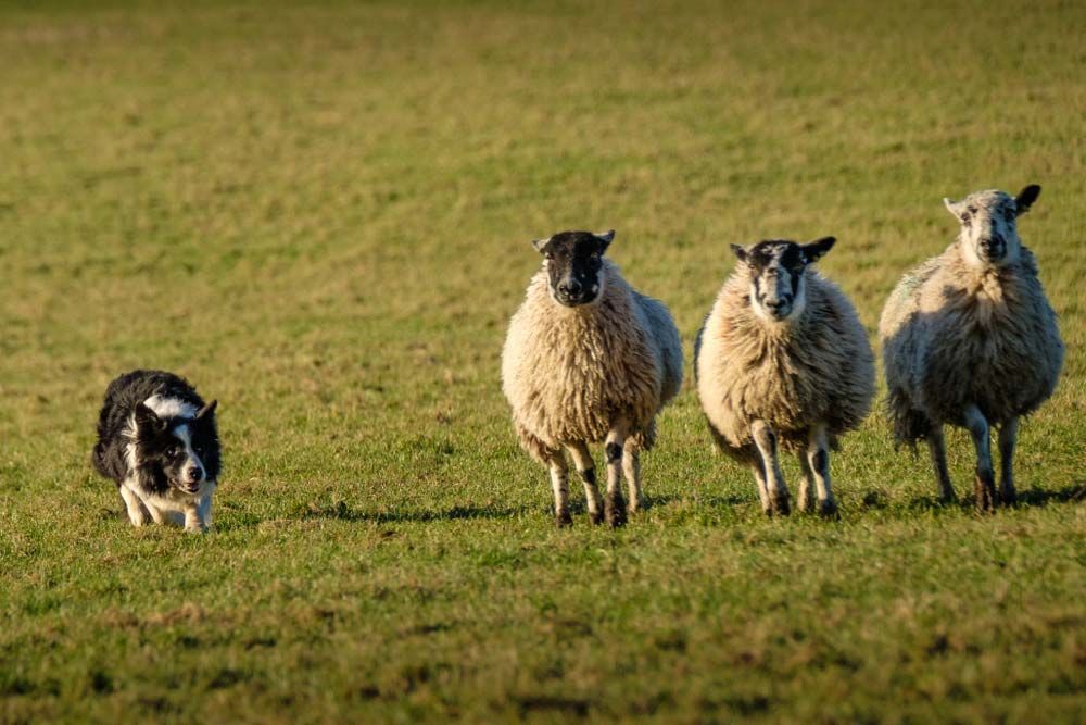 Border collie galeria