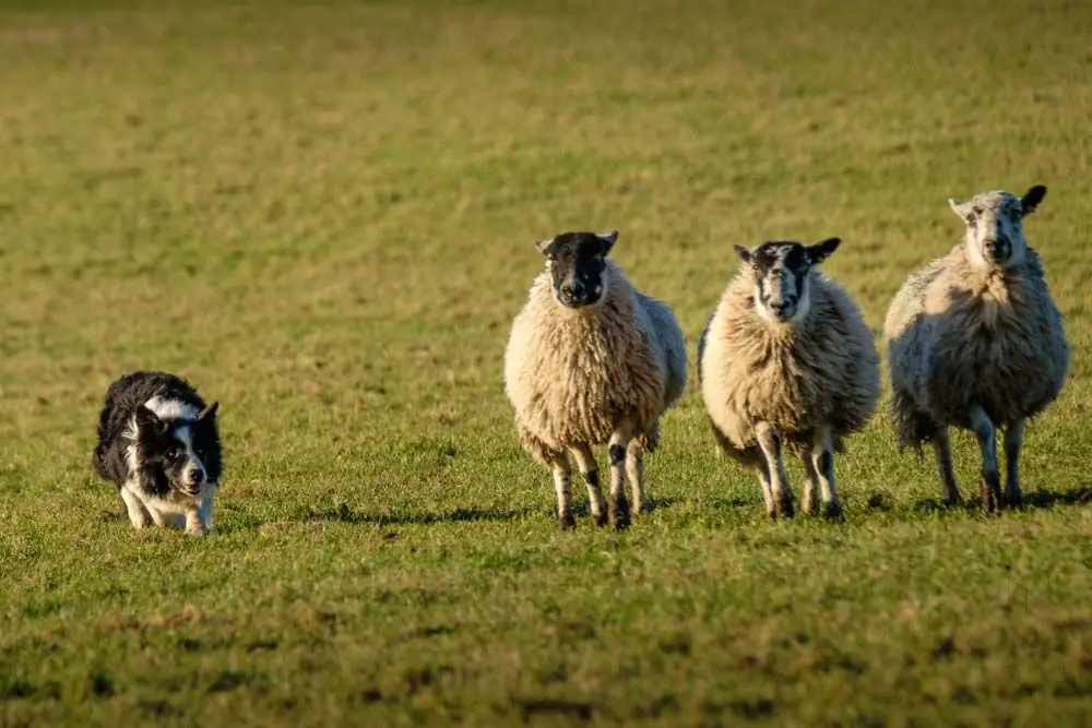 Border collie galeria