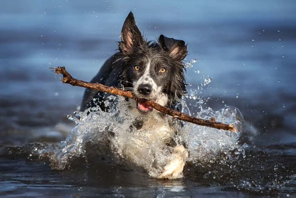 Border collie galeria