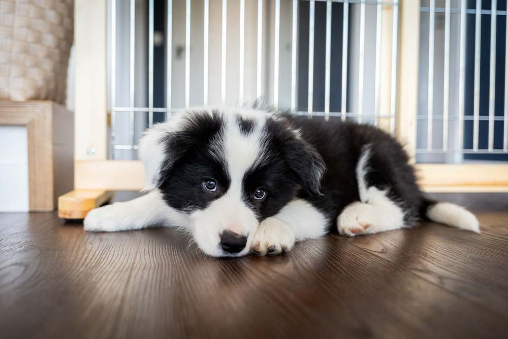 Border collie galeria