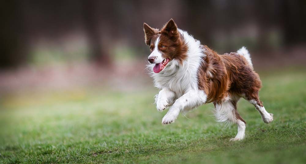 Border collie galeria