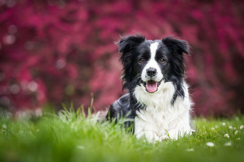 Border collie galeria