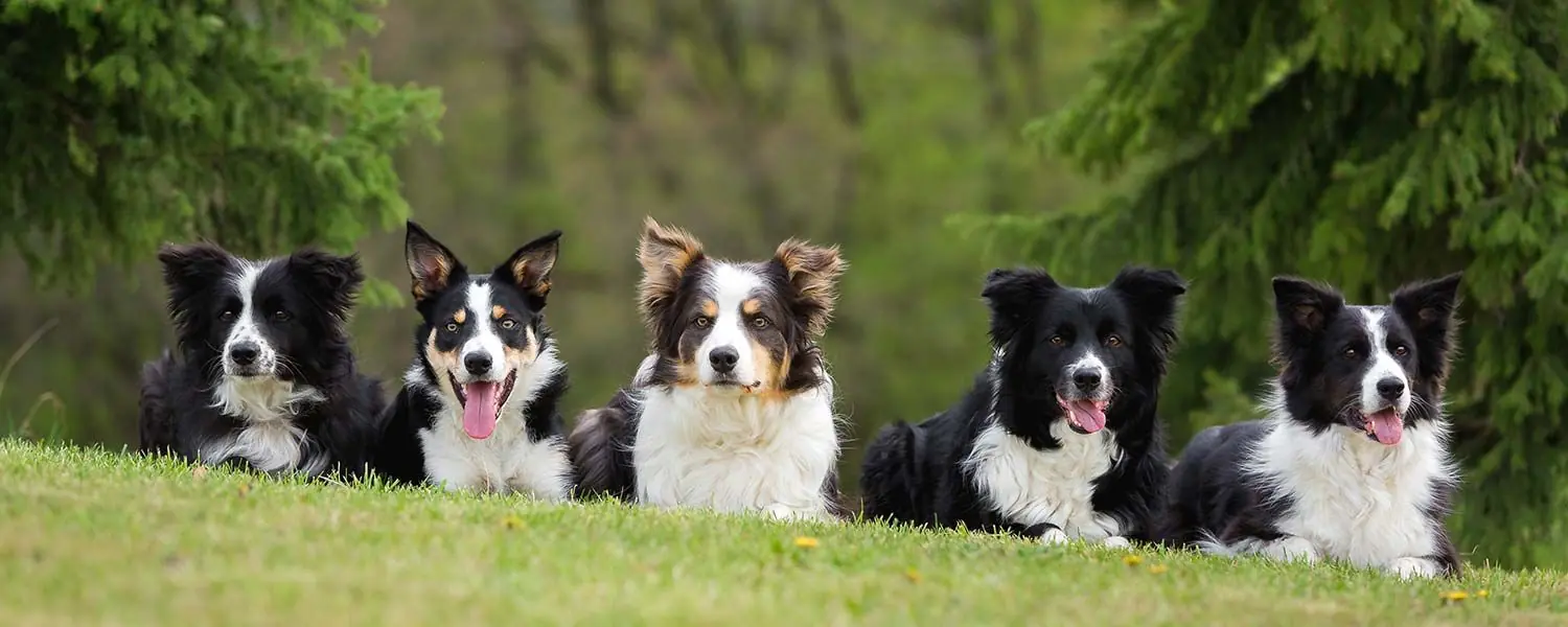 Border Collie: Carácter, Características, Cuidados y Tamaño