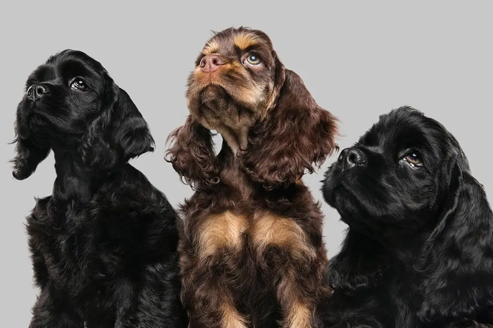 Caracter del Cocker spaniel americano