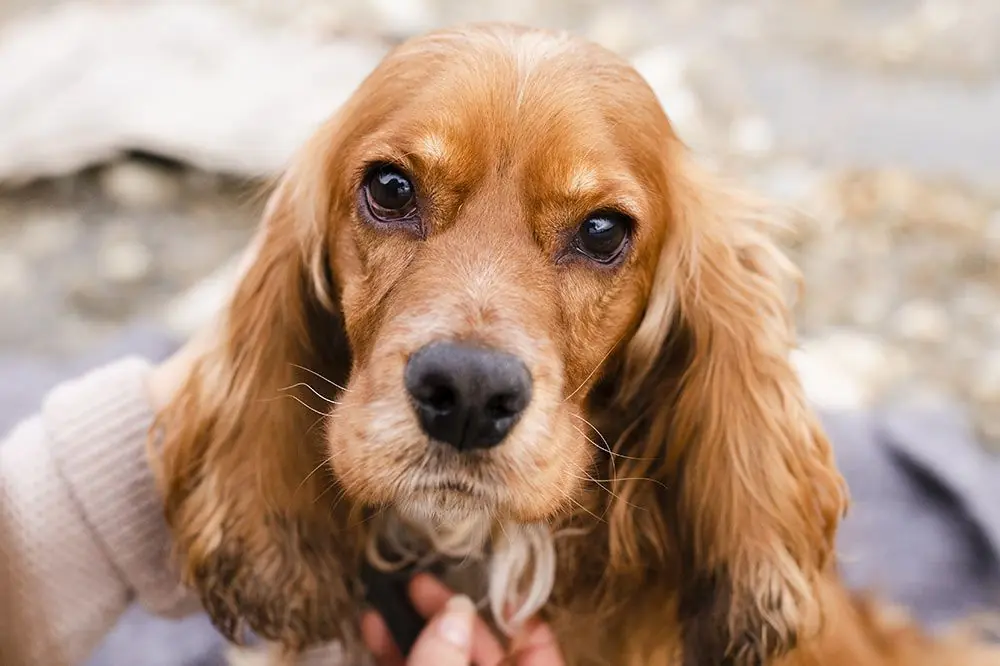 Caracter del Cocker spaniel ingles