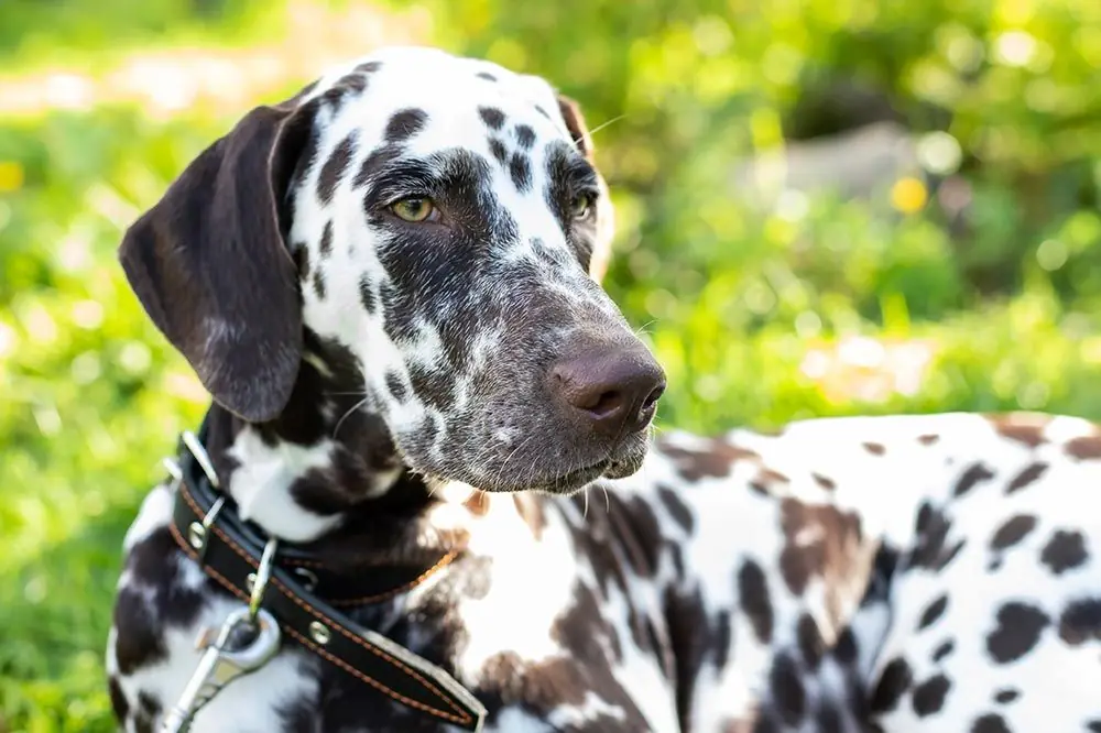 Caracter del Dalmata Caracter del Dalmata