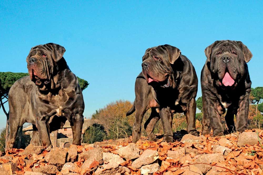 Caracter del Mastin Napolitano