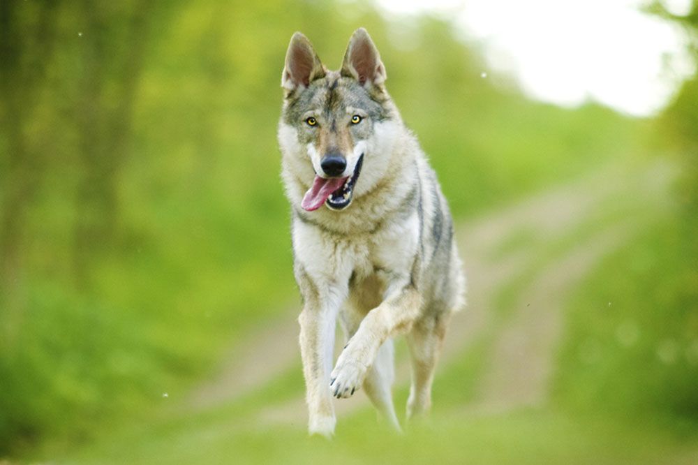 Caracter del Perro lobo de Saarloos