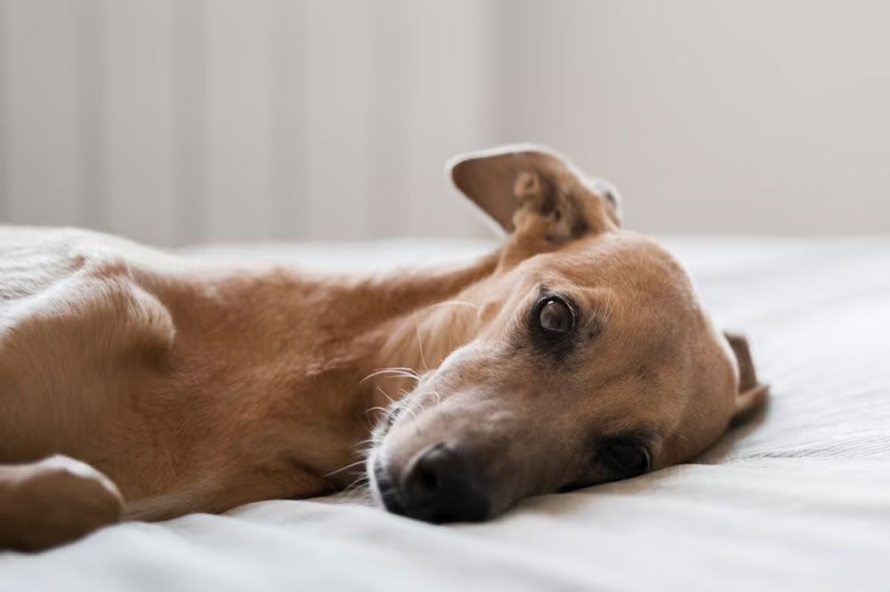 Cause comuni di tosse nei cani