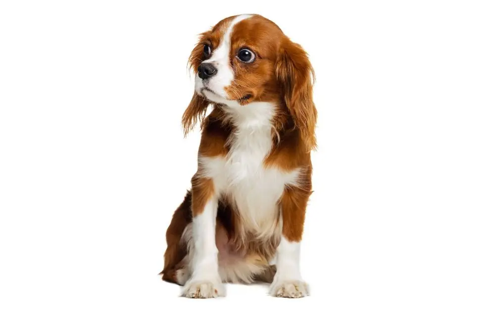 Cavalier King Charles. Caractéristiques, Caractère et Soins: