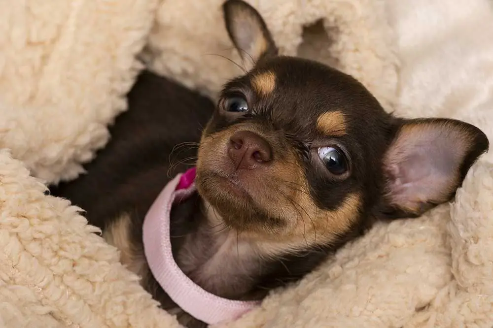 Chihuahua: problemi alle zampe e come prevenirli