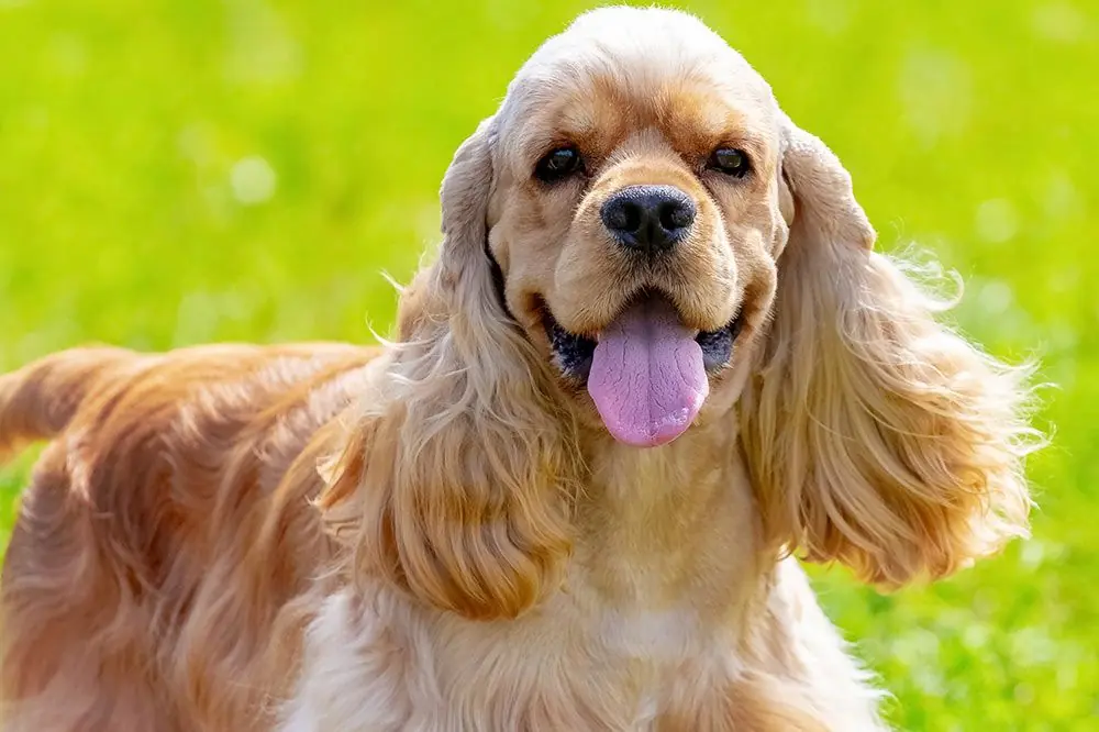 Cocker spaniel americano. Características, Cuidados y Carácter