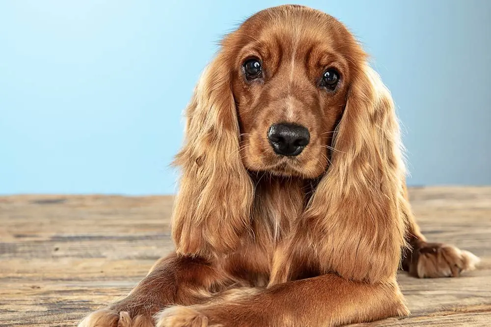 Cocker Spaniel Inglés. Características, Cuidados y Carácter