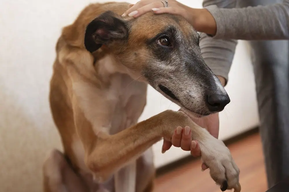 Combattere l'artrosi del cane: la nostra guida pratica