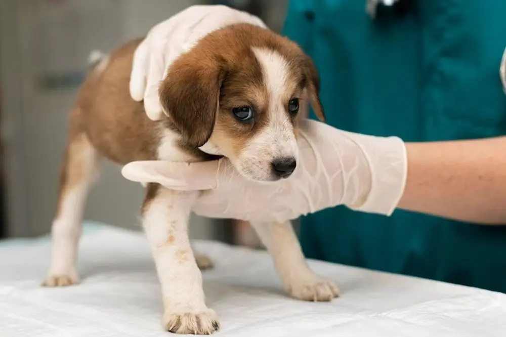 Come affrontare la tosse canina del tuo Cane: tutto quello che devi sapere