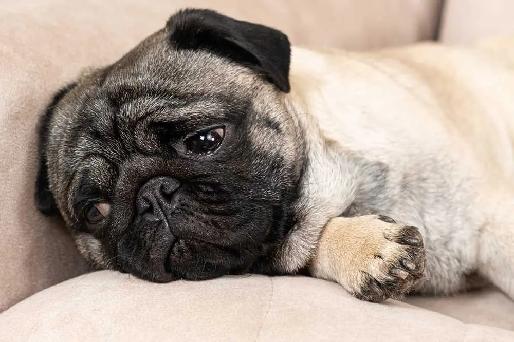 Come curare il tuo cane con la stitichezza: i migliori consigli!