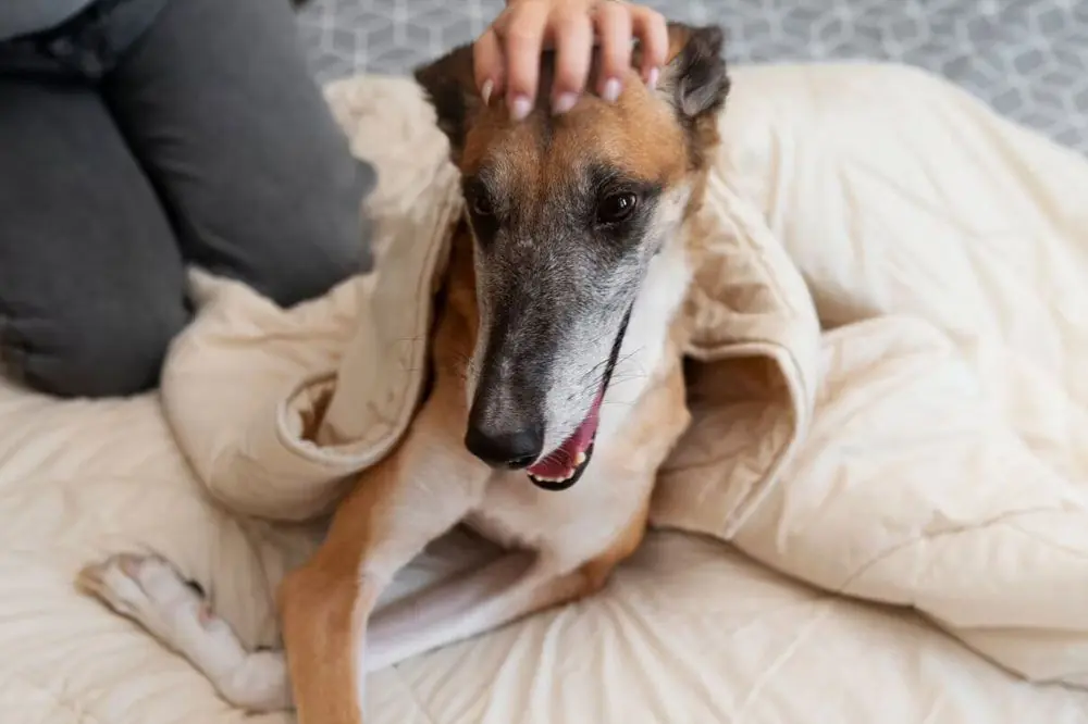 Come agire in caso di convulsioni