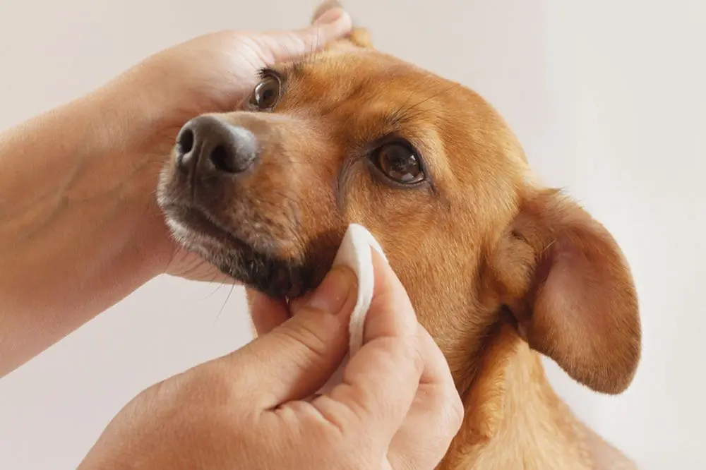 Come curare le lacrime degli occhi del tuo cane: consigli e trucchi!