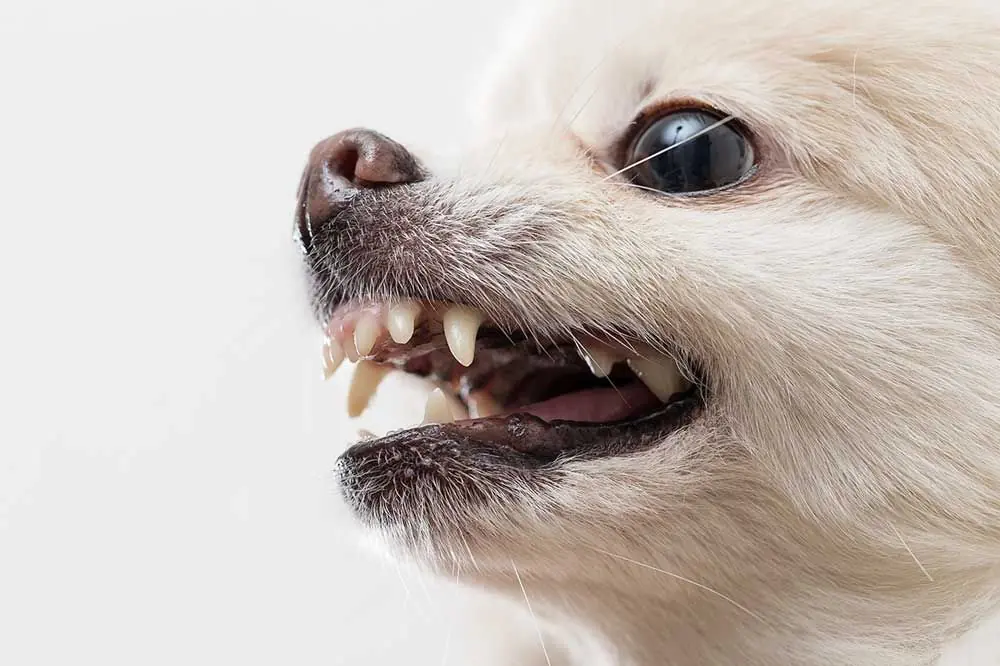 Come riconoscere i sintomi della rabbia del cane: una guida pratica