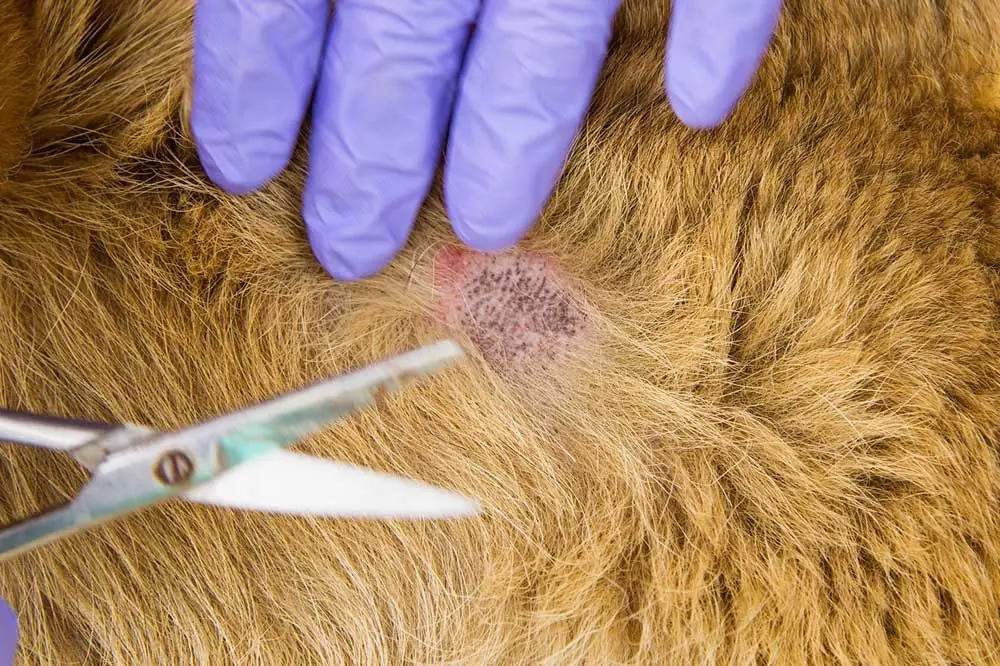 Come si diffonde la tigna nei cani